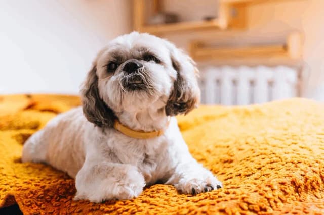 Sierść czy włosy u Shih Tzu - poznaj prawdę o ich pielęgnacji