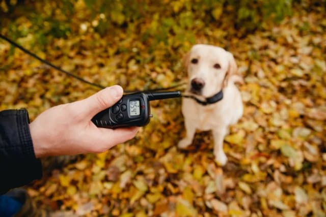 Obroża elektryczna dla psa jak działa - skuteczna metoda szkolenia bez bólu