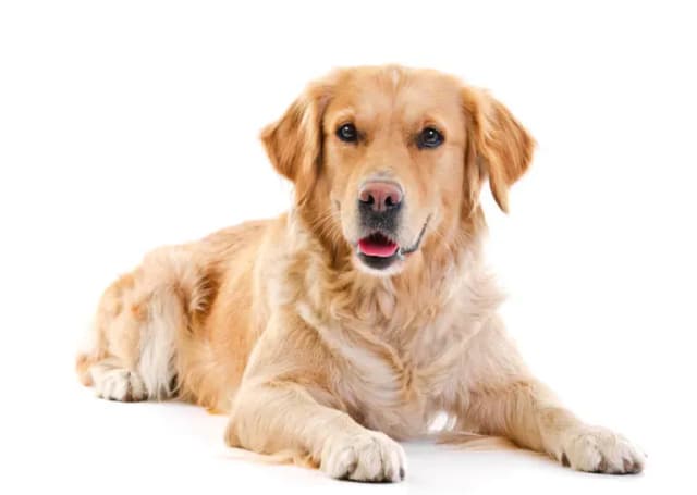 Czy golden retriever linieje? Oto co musisz wiedzieć o jego sierści