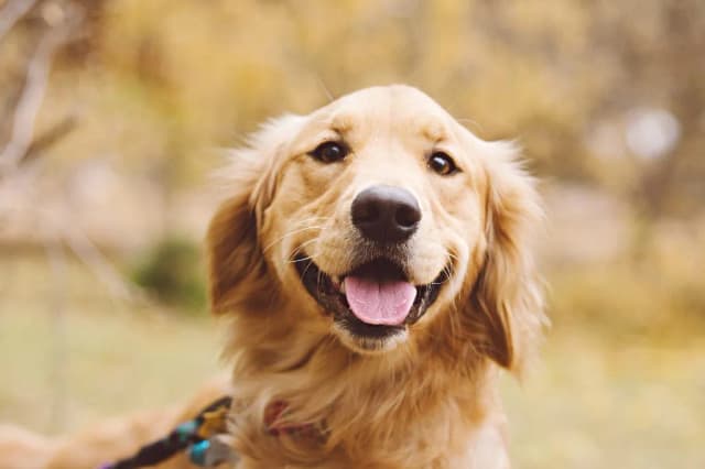 Czy golden retriever gryzie? Oto co musisz wiedzieć o ich zachowaniu