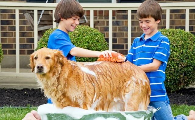Jak często kąpać golden retrievera, aby uniknąć problemów ze skórą?