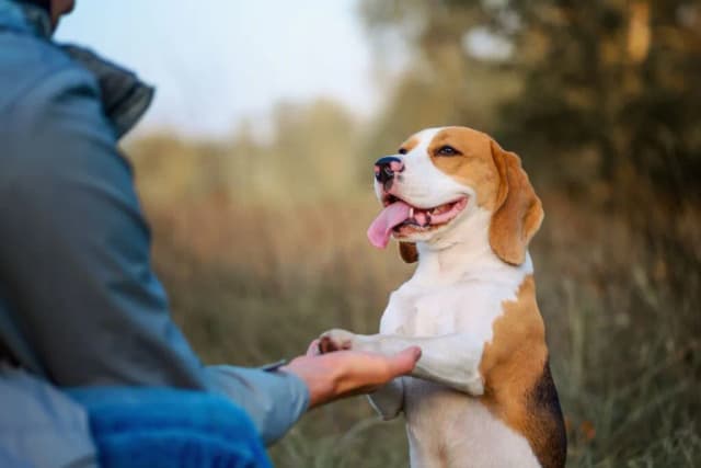 Jak wytresować beagle: skuteczne metody i najczęstsze błędy
