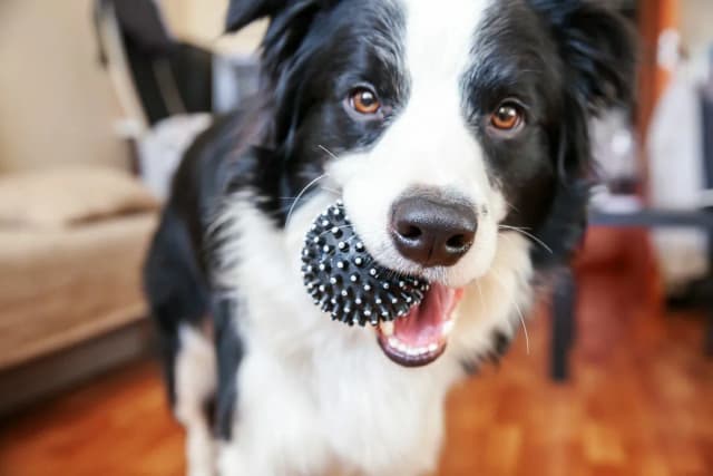 Border collie sierść czy włosy - zrozum różnice i pielęgnację