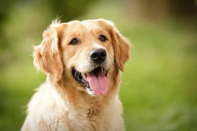 Czy golden retriever szczeka? Odkryj, co musisz wiedzieć o ich hałasie