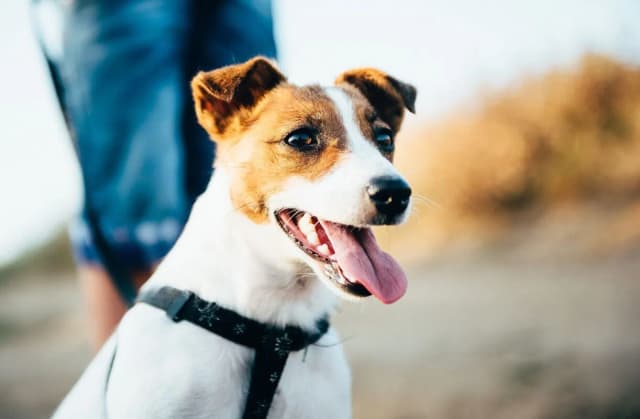 Jack Russell Terrier: Sierść czy włosy? Poznaj różnice i pielęgnację