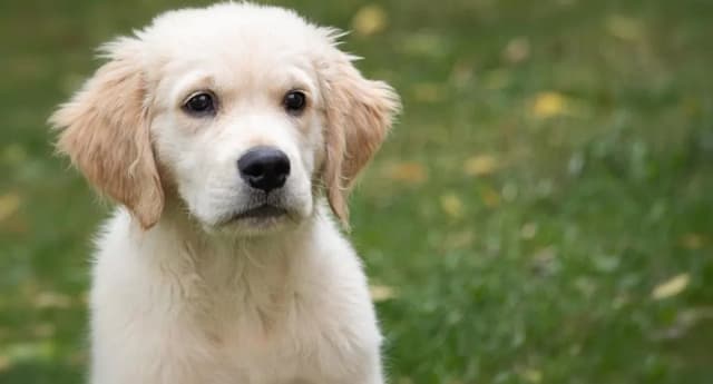 Ile karmy dla szczeniaka golden retriever - uniknij błędów w karmieniu
