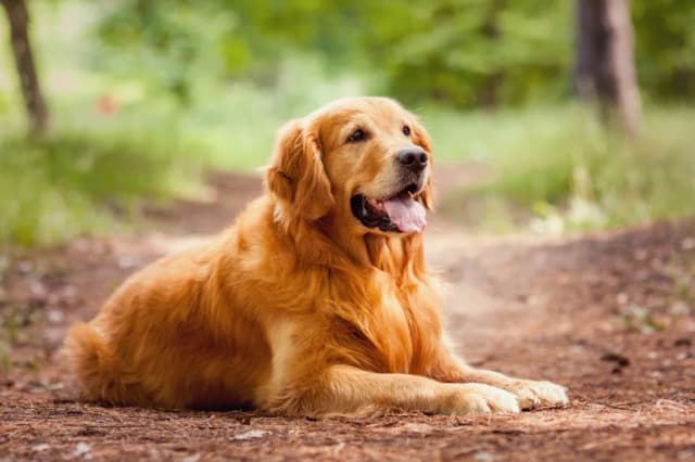 Czy golden retriever to rasa duża czy średnia? Odkryj prawdę o rozmiarze