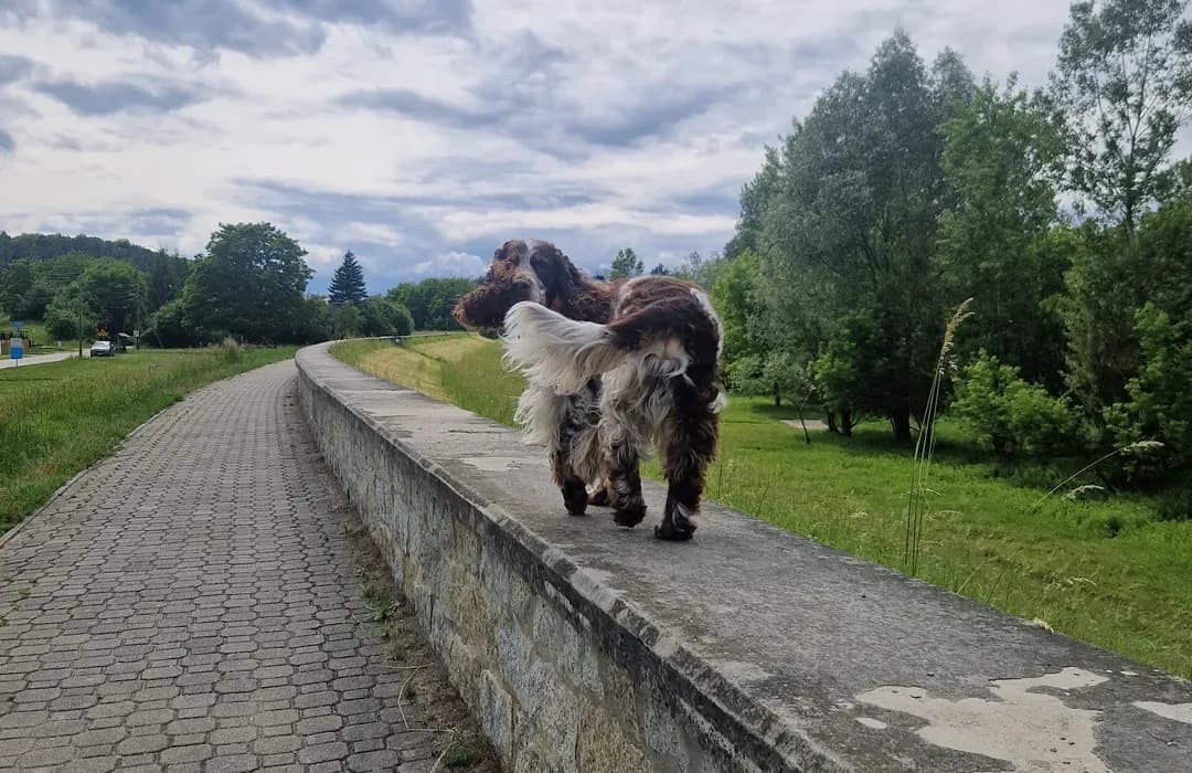 Gdzie na spacer z psem w Lubelskiem - odkryj najlepsze miejsca