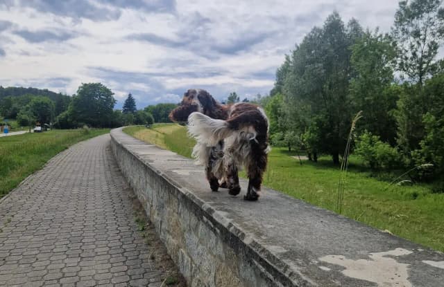 Gdzie na spacer z psem w Lubelskiem - odkryj najlepsze miejsca